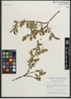 Foto von Salix myrtillifolia Anderson